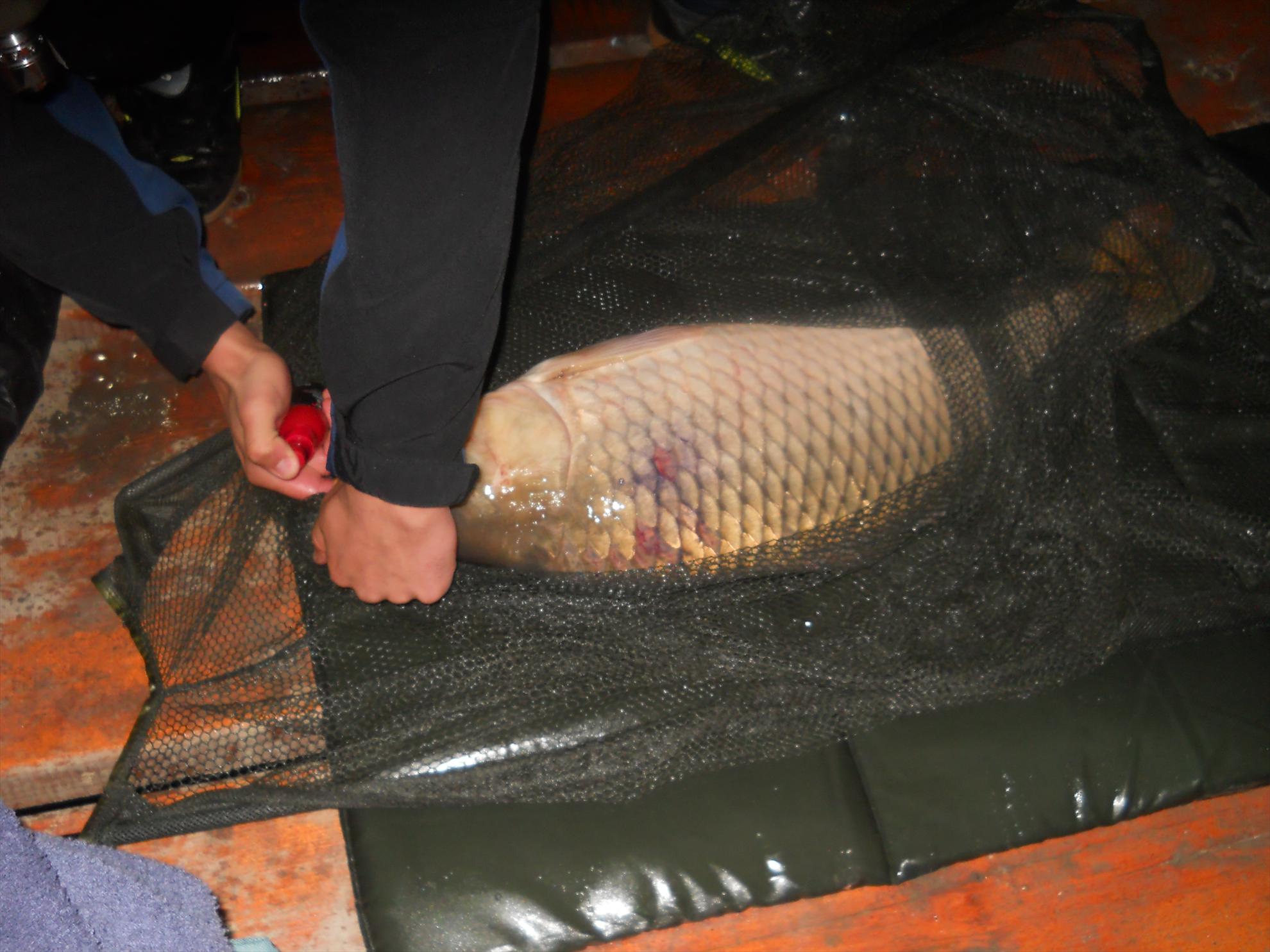 Pleasa 2012 - dscn1039.JPG